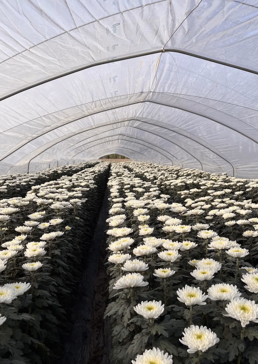 Fiori 4