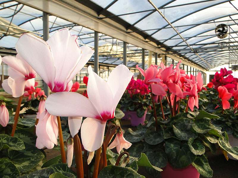 Fiori 9